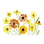 Helenium